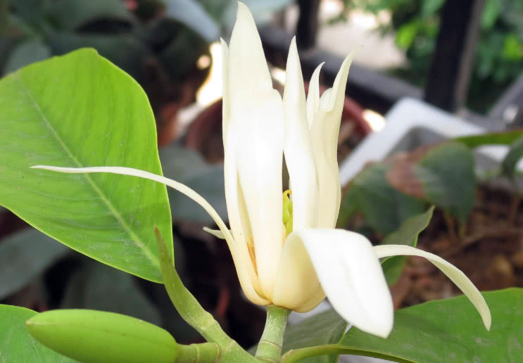 单叶互生长得很漂亮 它就是白兰花 养殖方便简单 看点快报