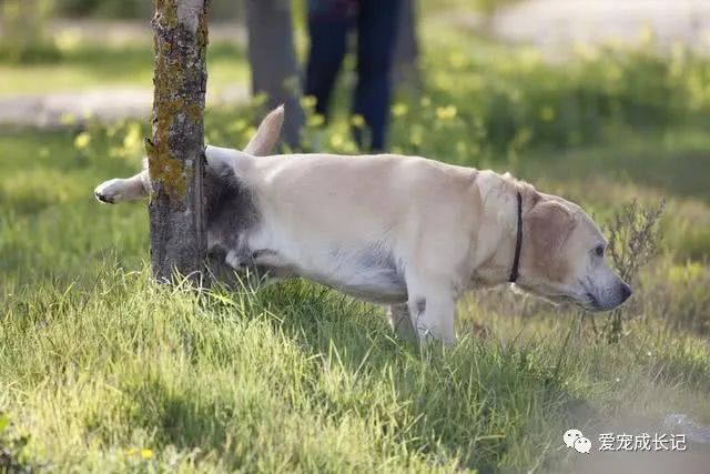 狗狗频繁尿尿 但每次就只有一滴两滴 结石有可能找上门了 看点快报