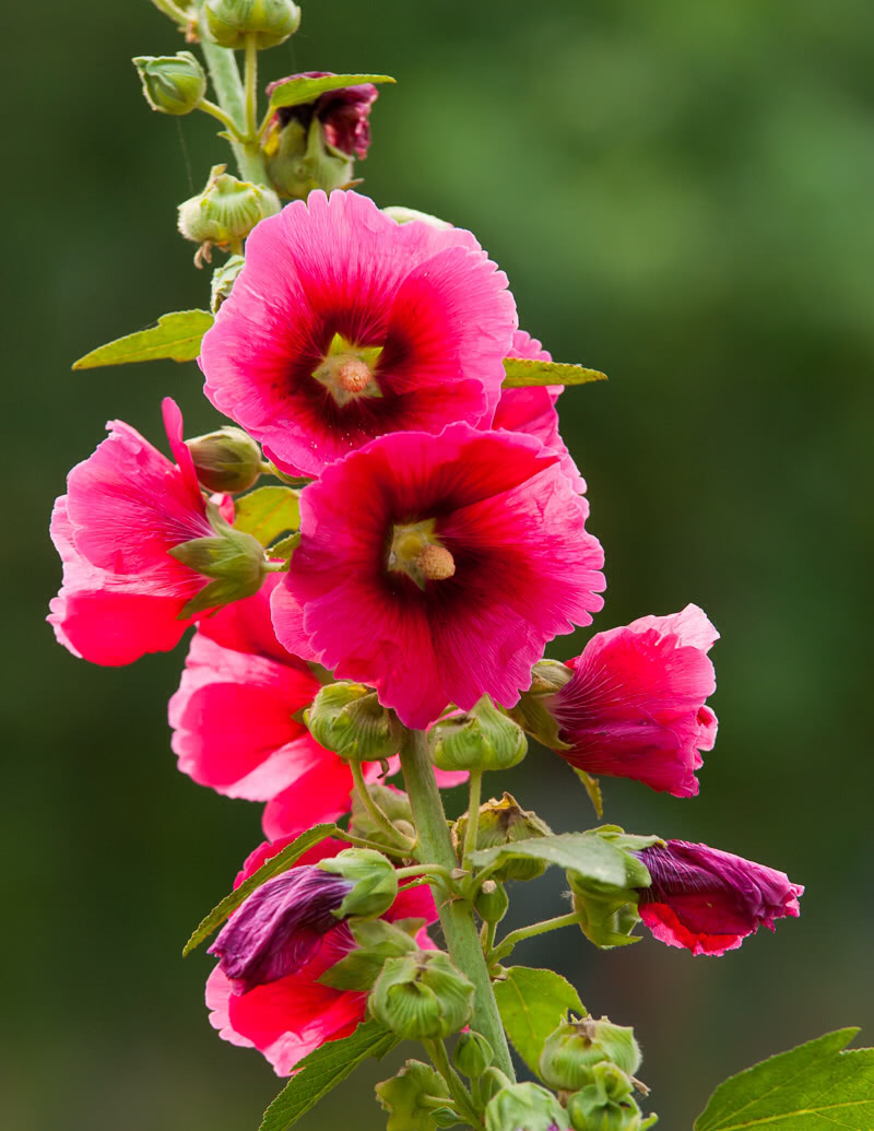 800_1035 竖版 竖屏