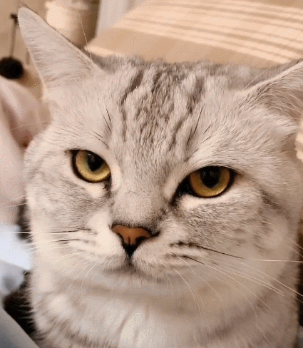 生活趣事,卖萌,萌宠,喵星人