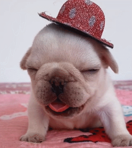 二货,萌宠,生活趣事,汪星人