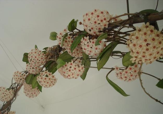 悠悠聊家居 教你这样养球兰开花多又美 看点快报