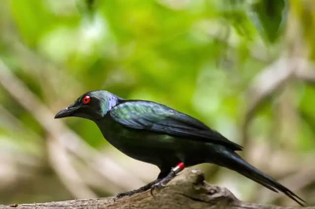 蝗虫史记 我们见识过中国人的厉害 看点快报