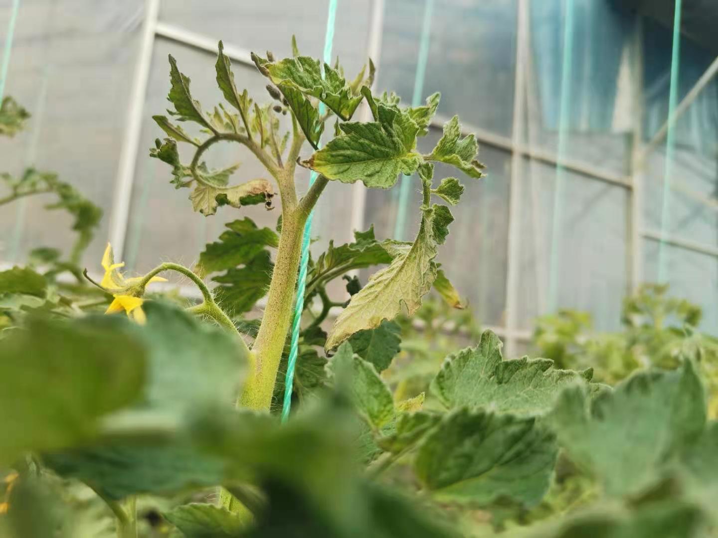 番茄出现这种症状,是药害还是病害?教会你8种识别方法