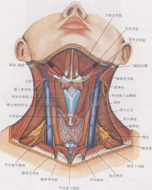 颈部,颈椎,血管,动脉,静脉,淋巴,肌肉,椎动脉