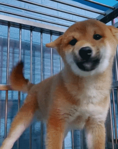 汪星人,萌宠,生活趣事,二货