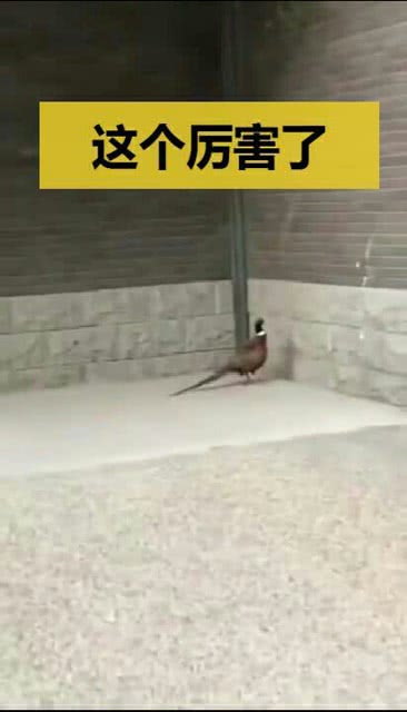 空中踏步恶搞视频，空中踏步恶搞视频大全