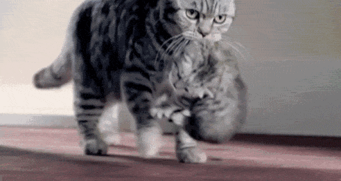 图 | 源于网络侵删 每日小知识分享:小奶猫相当于人类的婴儿期,需要