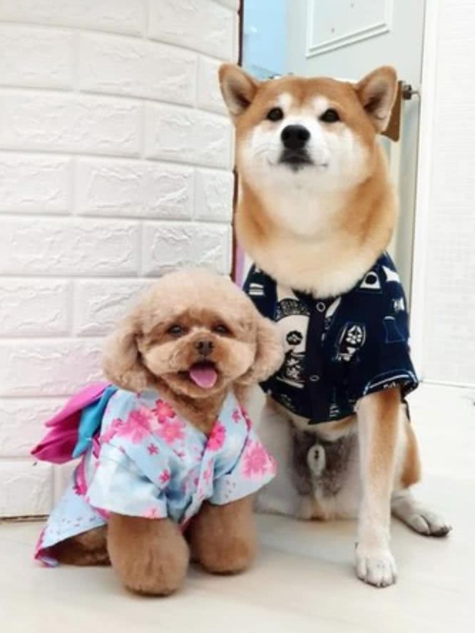 两只穿着和服的狗狗蹲坐在门口等主人 网友被萌晕 跪求正面 看点快报