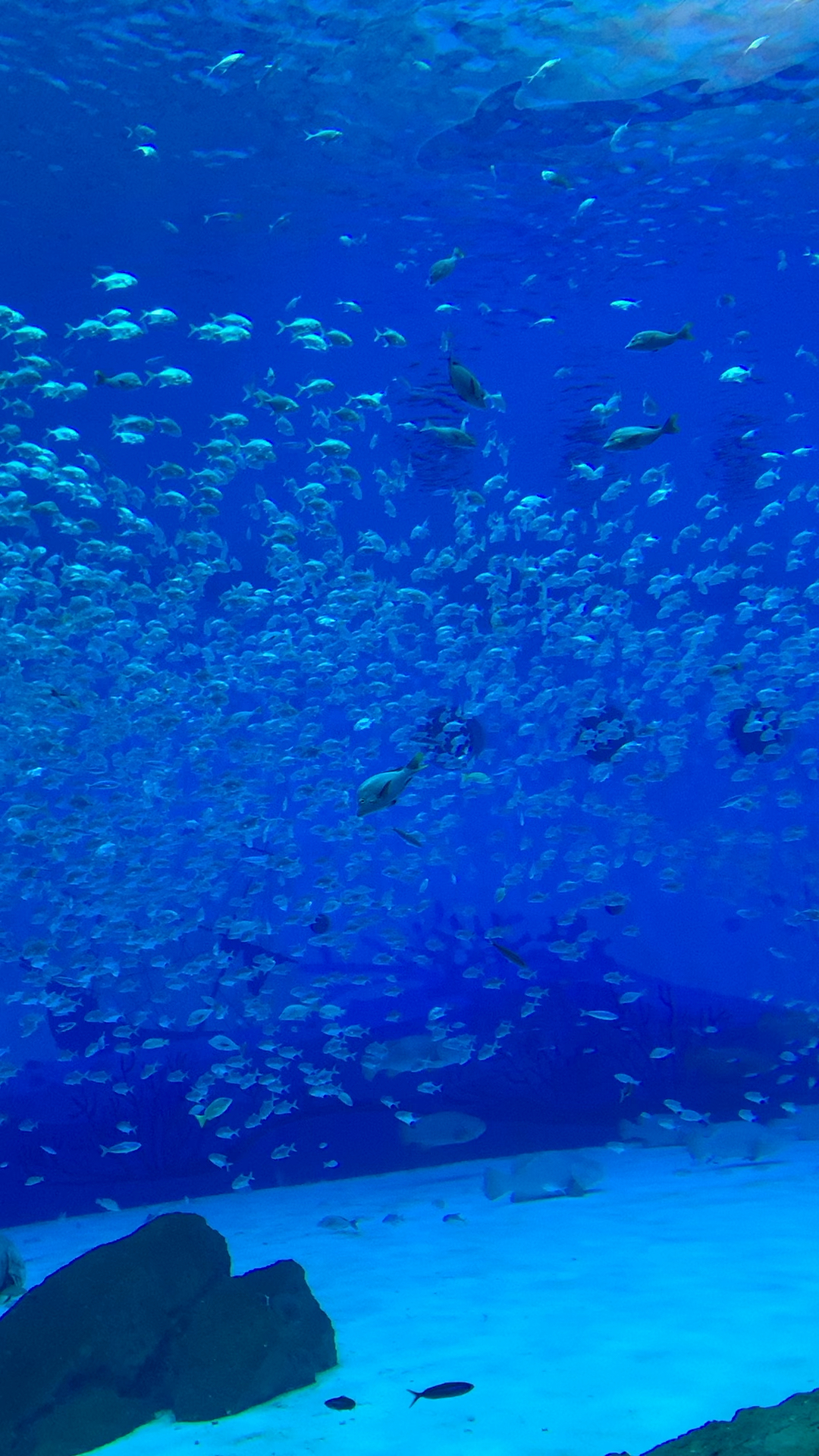 0?fmt=jpg&size=2170&h=1920&w=1080&ppv=1