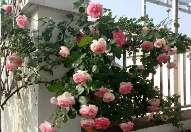 围栏围墙植物 就选这6种 好看防盗效果好 看点快报