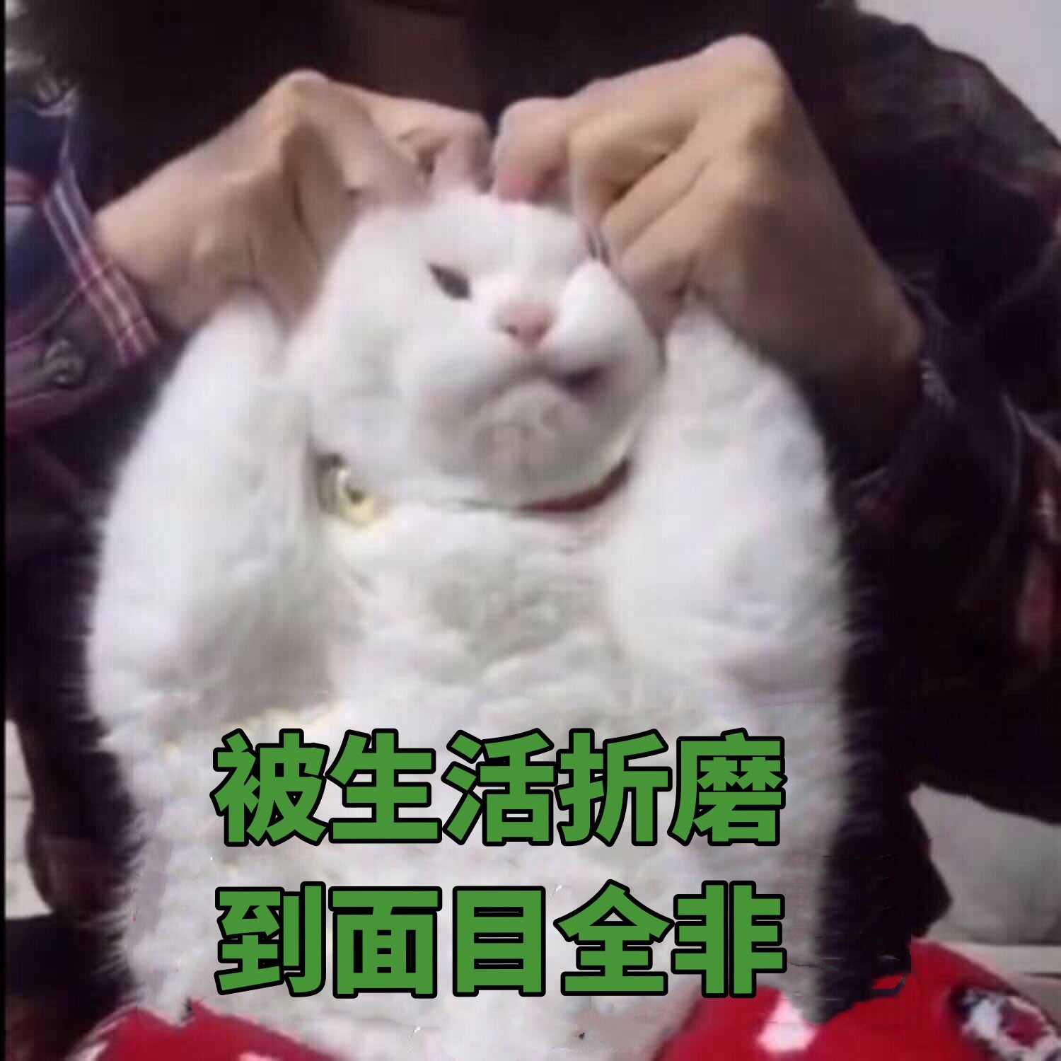 可爱猫咪搞笑表情包:被生活折磨到面目全非!