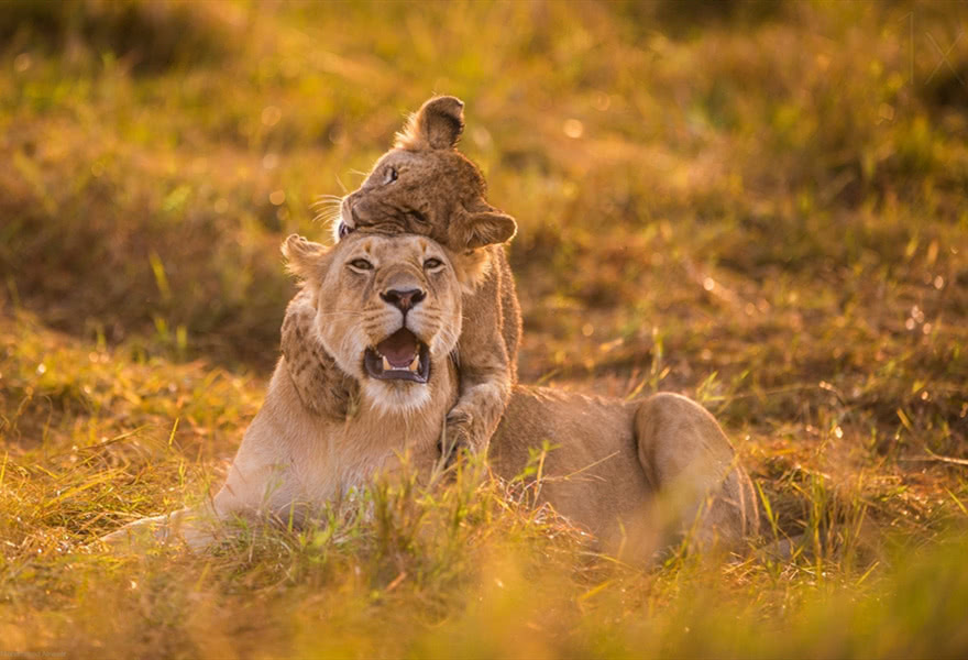 狮子,雄狮,狮子王,狮王