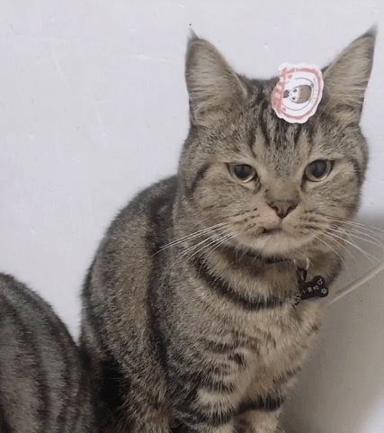 顽皮可爱的小猫咪,这呆萌的小表情,太惹人喜爱了.