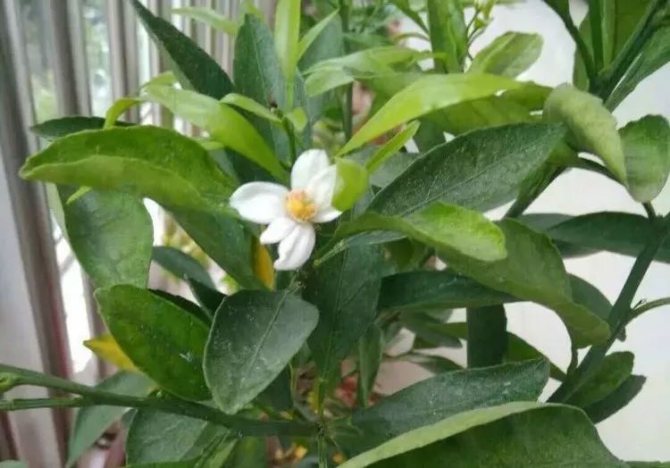 那棵桔子树 看点快报