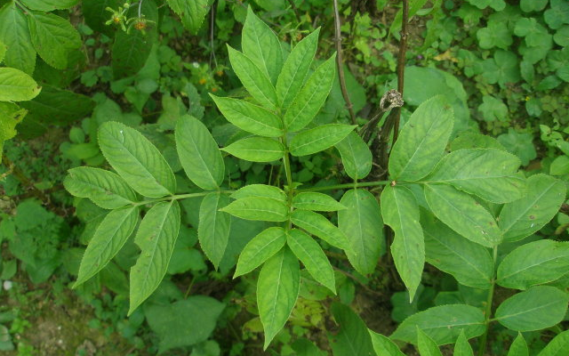 它是珍贵药材,名为