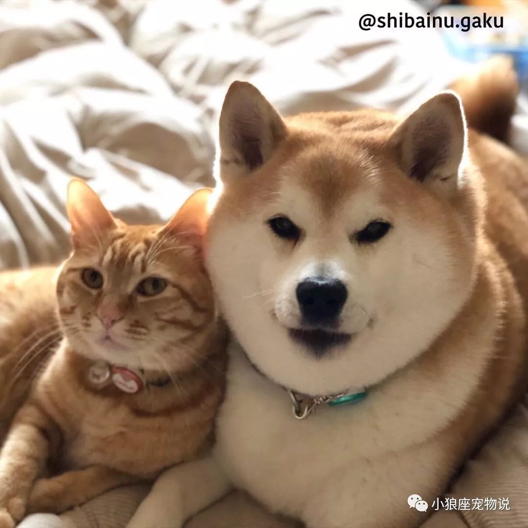 柴犬因挚友离世闷闷不乐直至它的出现扭转结局 看点快报