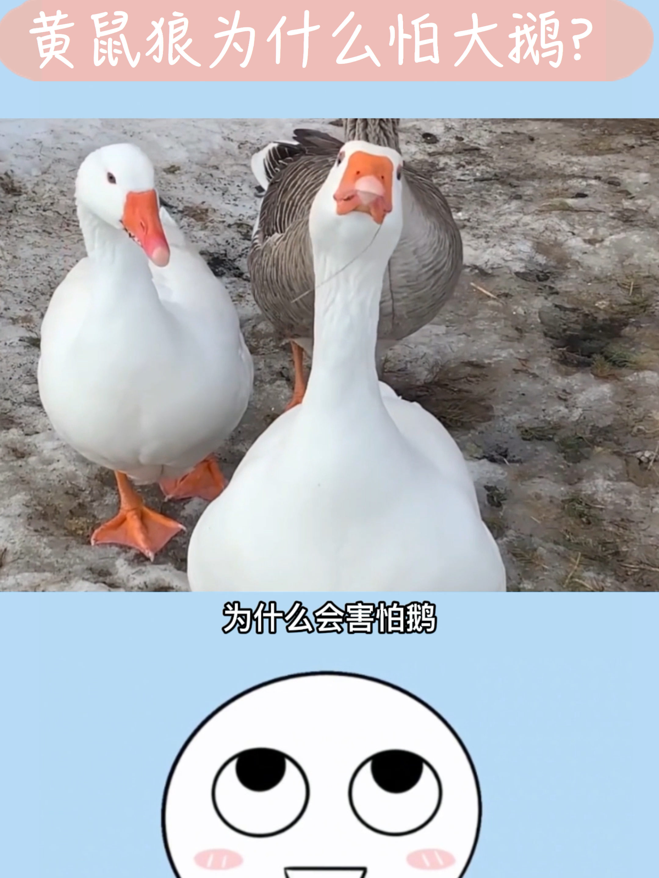 0?fmt=jpg&size=446&h=2880&w=2160&ppv=1