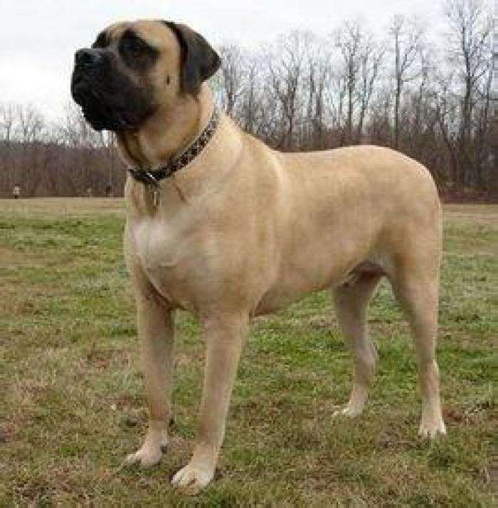 世界上最大的犬种 体型巨大性情温和善良 体格壮如牛 看点快报