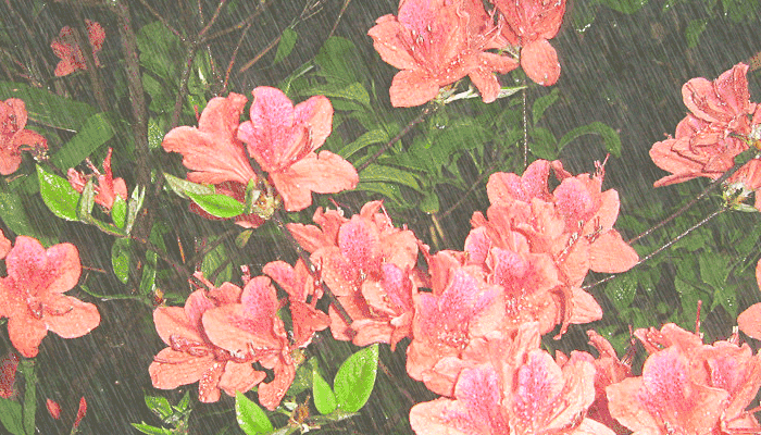 温州8处绝美的杜鹃花海正悄然上线