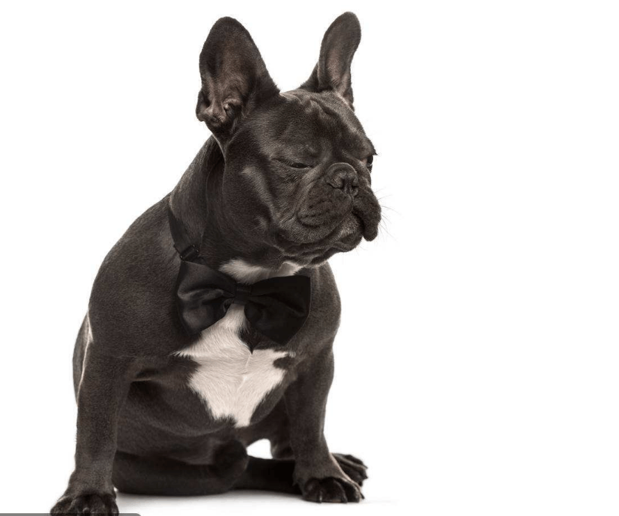 狗鼻窦炎预防方法 看点快报