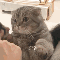 表情包:不 不可以 人家是正经的小猫咪
