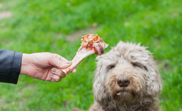 辟谣 狗爱啃骨头 其实只是保留习性 为了生存才是根本原因 看点快报