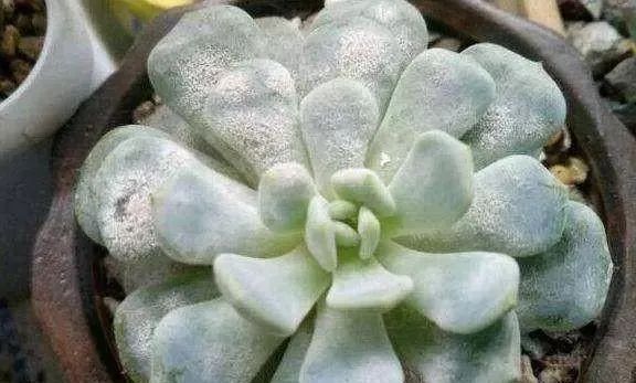 冬季室内多肉植物养殖出问题了 别急这里看我们一起来解决 看点快报