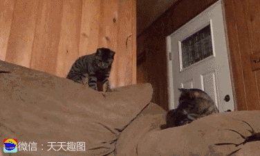 搞笑gif