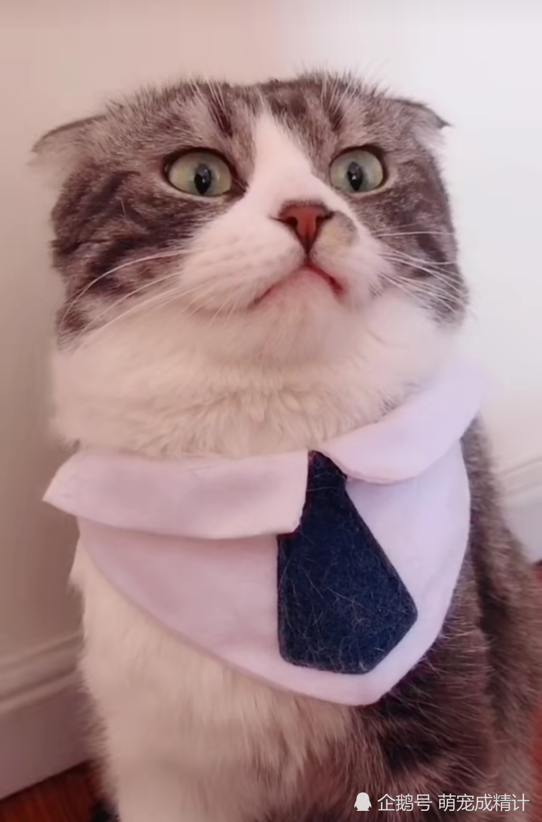 猫猫专属表情合集 眼神爆笑 看点快报