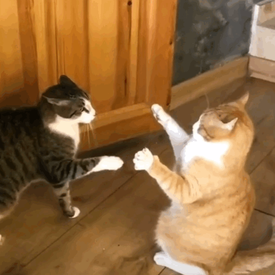 幸好这位橘座也不是省油的灯,它一感受到头顶有一丝的杀气,就立马