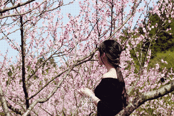 美文:宁陵,三月桃花开,春天按时来!