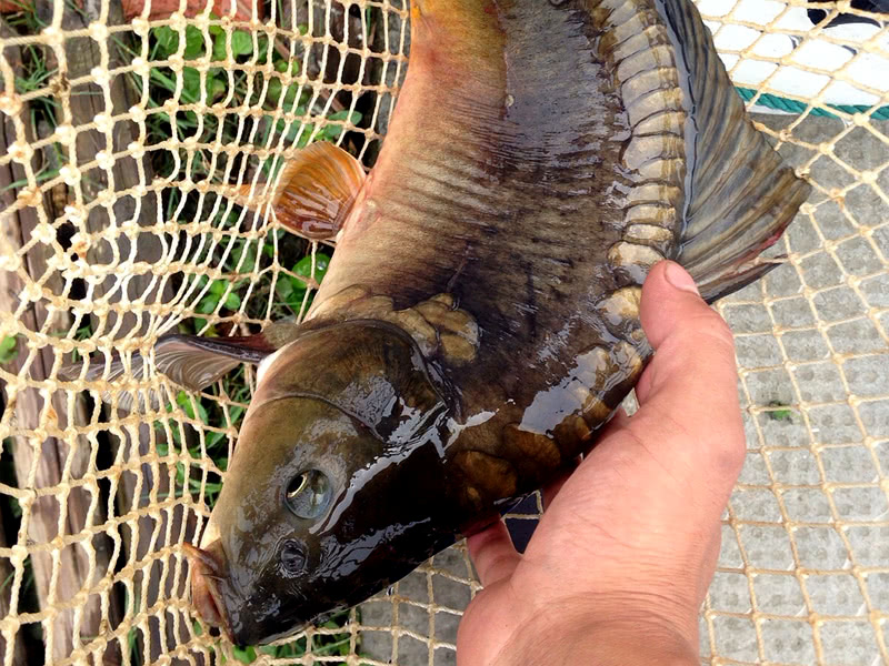 常被当野生鲫鱼 肉散难吃 钓鱼人却喜欢 手感像青鱼 看点快报