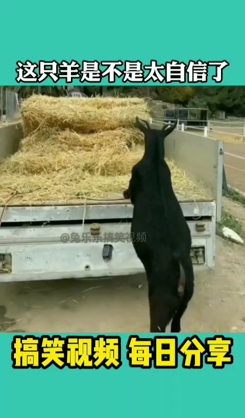 恶搞黄鳝视频，恶搞黄鳝视频在线观看