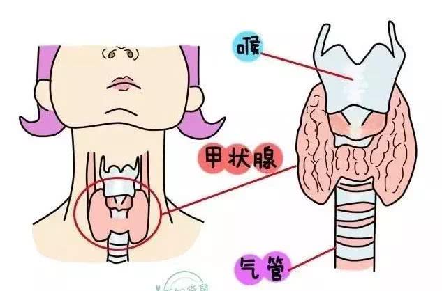 说说这影响你怀孕的甲状腺功能不正常!