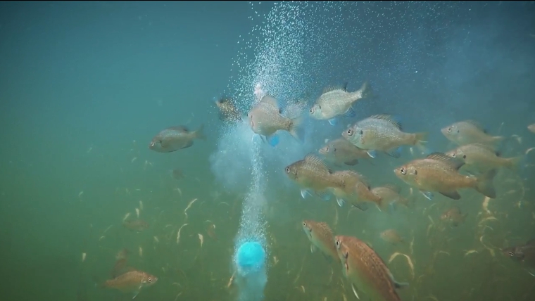 梦游鱼群之巢，探索梦见好多鱼钻到一个窝里的深层寓意