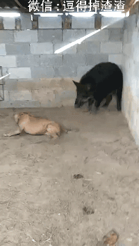 搞笑gif段子:姑娘在没生孩子之前,应该是学舞蹈的吧