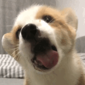 壁纸 动物 狗 狗狗 300_300 gif 动态图 动图