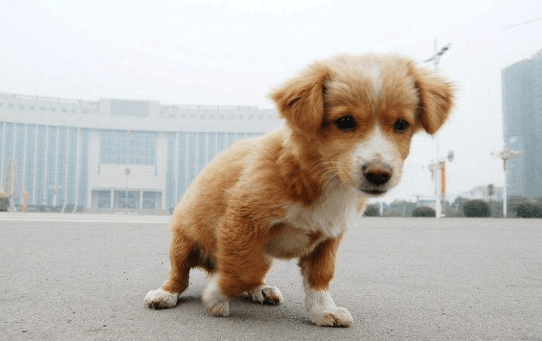 区分小型犬 中型犬 大型犬的方法 看点快报