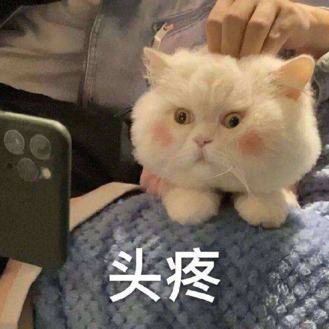 可爱猫咪 搞笑表情包!
