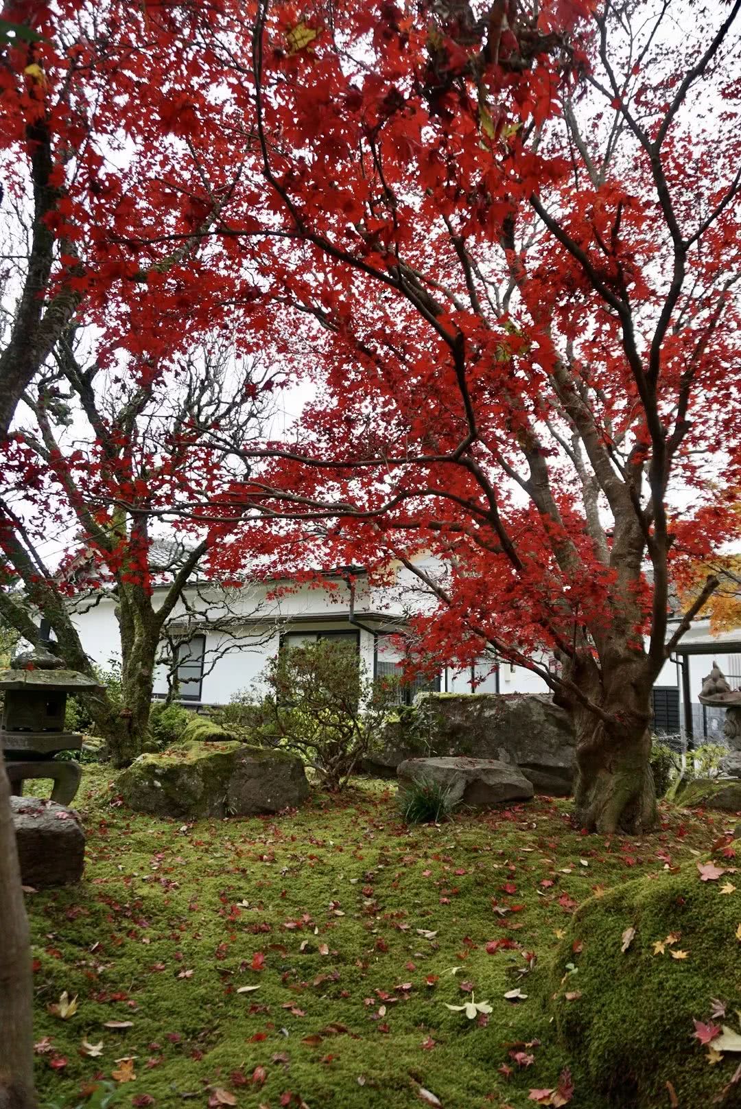 私藏红叶小径和露天汤池 都在可爱的由布院 看点快报