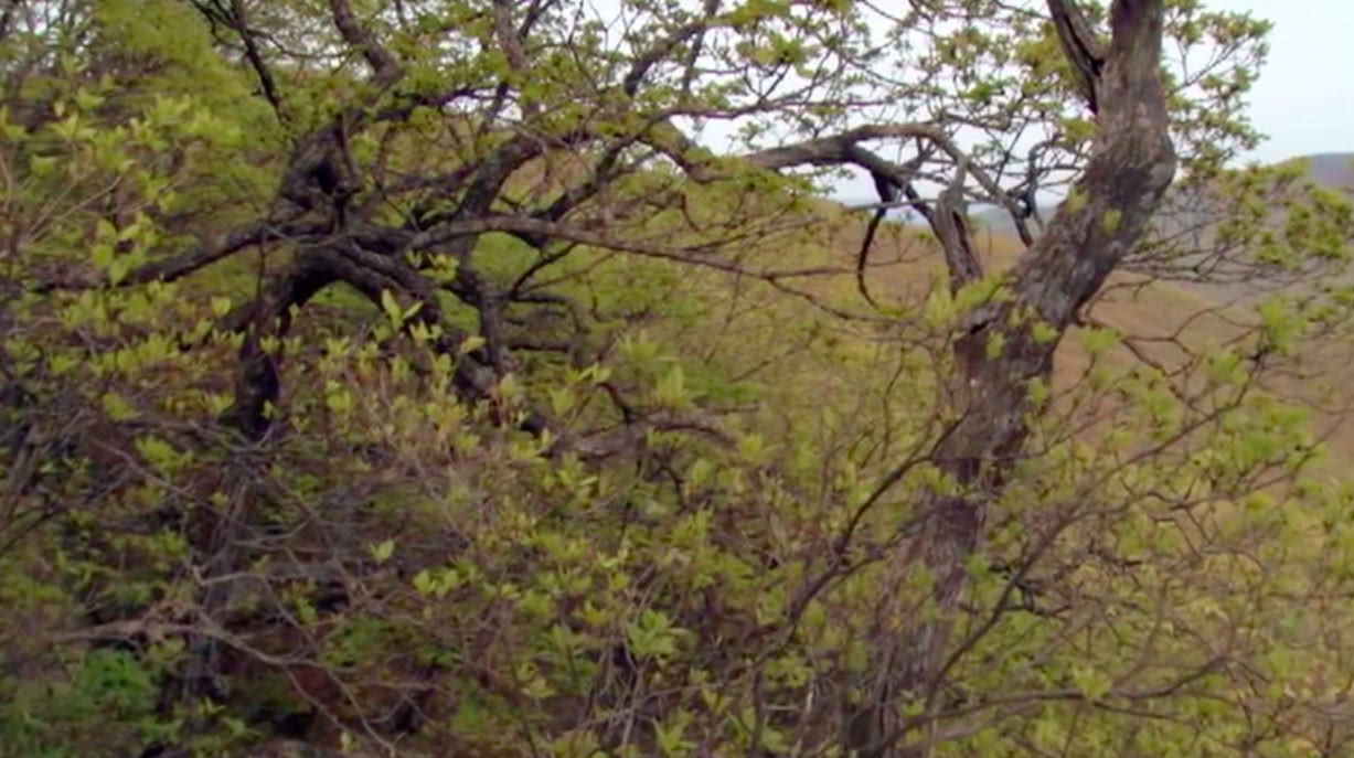 宁静的阔叶林 知识大攻略 看点快报