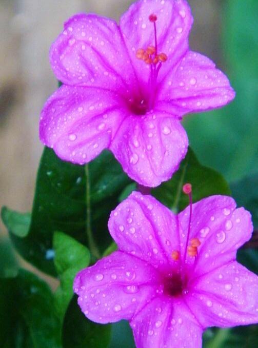 这几种花童年经常见 野地里大片大片长 开花美作用多 看点快报