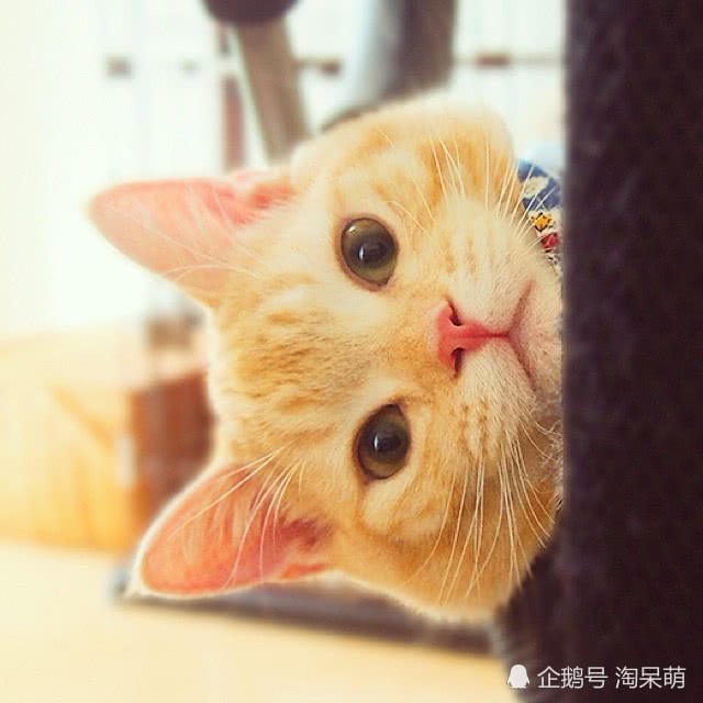 我是一只喵星人,一只可爱的小瘦橘,不是你们想象中的那种大肥猫