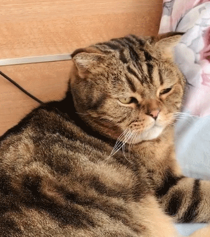 这小萌猫真的是无忧无虑的,看这小神情,真是一只可爱的小猫咪.