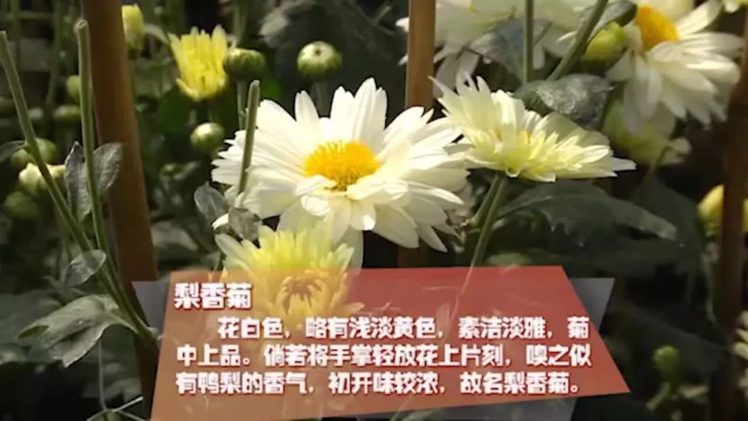 几乎绝种的矜贵菊花,原来味道是如此的清雅