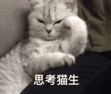 绿茶,猫咪,猫砂盘,猫砂,心机,戏精