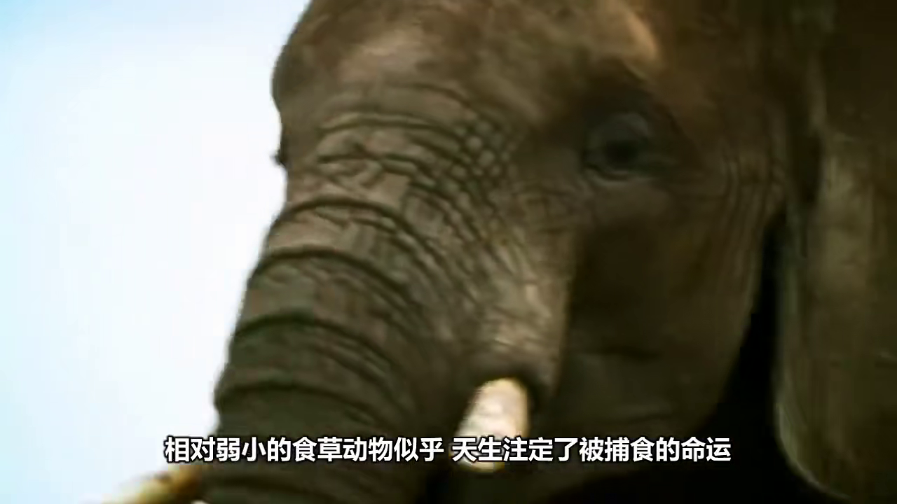梦见狮子追人咬，梦境背后的深层含义与心理解析