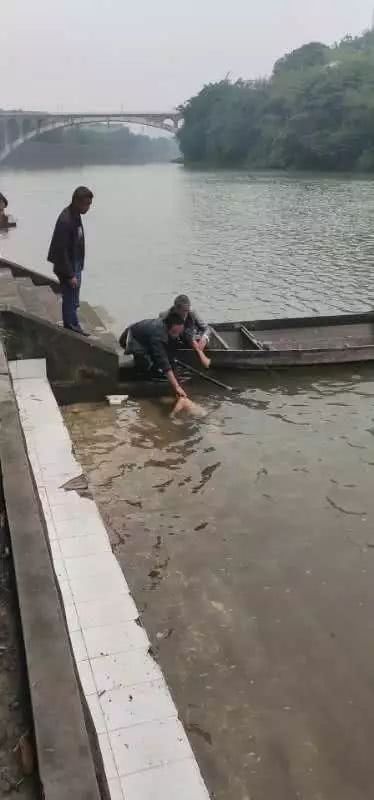 长宁一男子溺水身亡,尸体被打捞上岸,才只有20岁左右