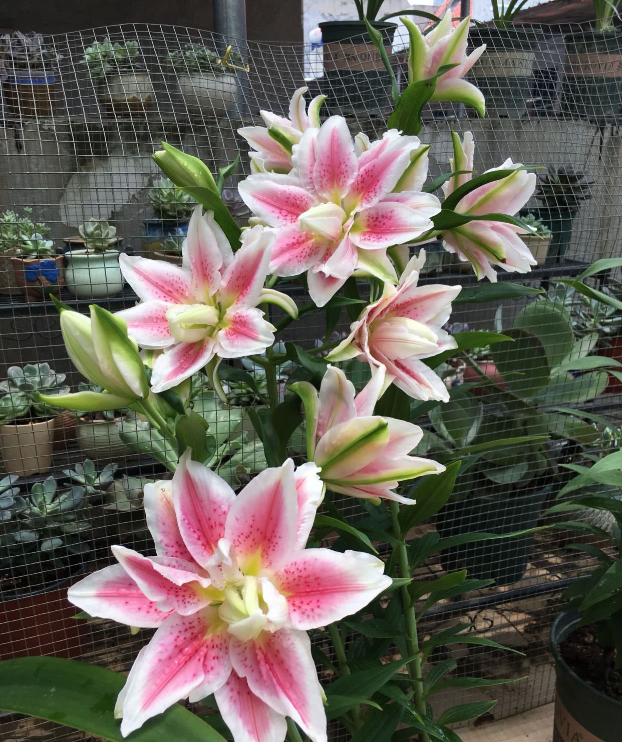 此花是世界名花 漂亮又芳香 还很好养 适合盆栽 别再花钱买了 看点快报